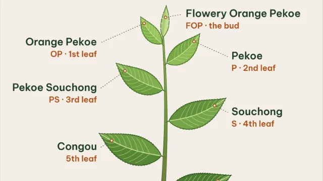 Tea leaf grades from whole leaf to dust: OPA, PS, F1 and Dust 1 black tea samples from Goo Farm Tea Vietnam