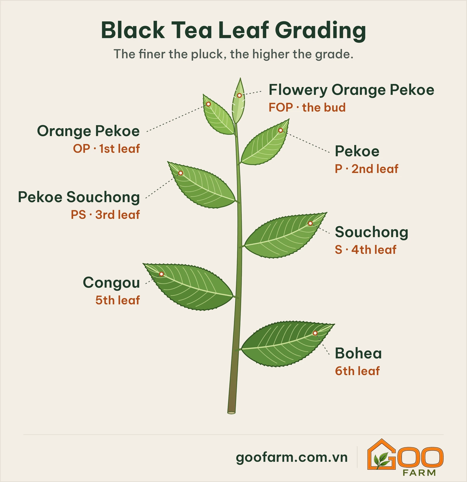 Black tea leaf grading on the tea shoot: Flowery Orange Pekoe, Orange Pekoe, Pekoe, Pekoe Souchong, Souchong, Congou and Bohea