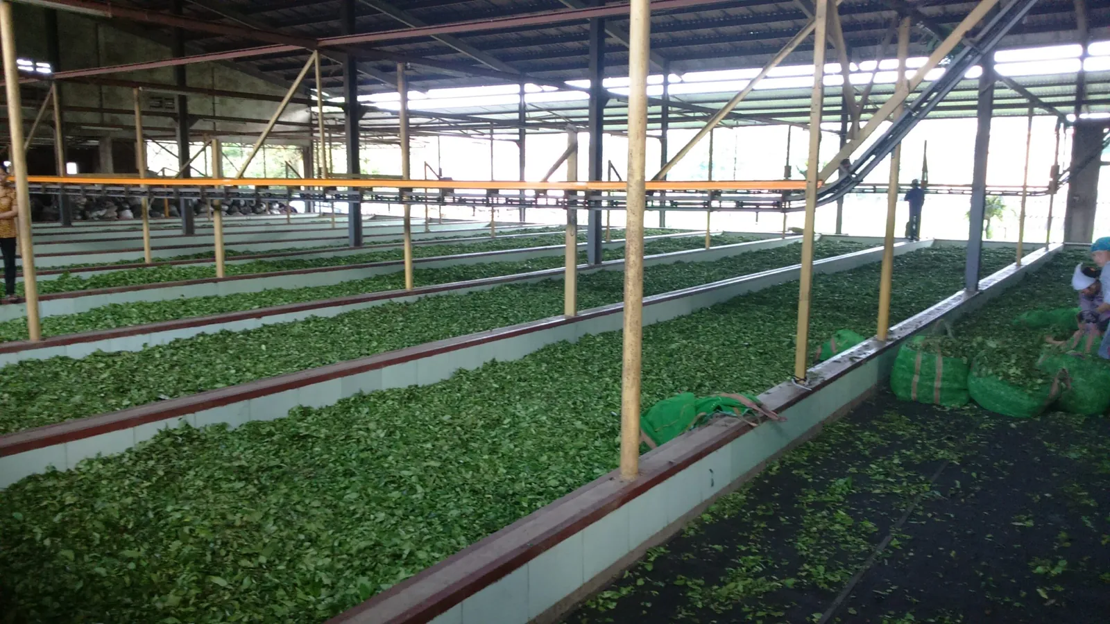 ذبول أوراق الشاي في مصنع GooFarm