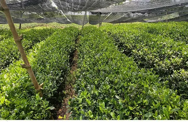 Plantation de thé sous filet d'ombrage qui approvisionne en feuille fraîche les usines Goo Farm