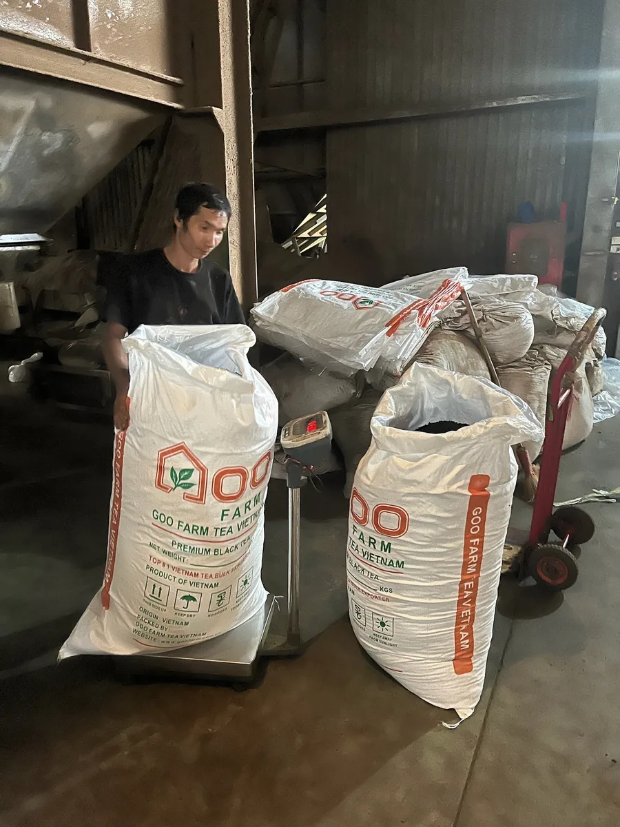 A Goo Farm worker weighing a 50 kg sack of black tea on a platform scale before sealing