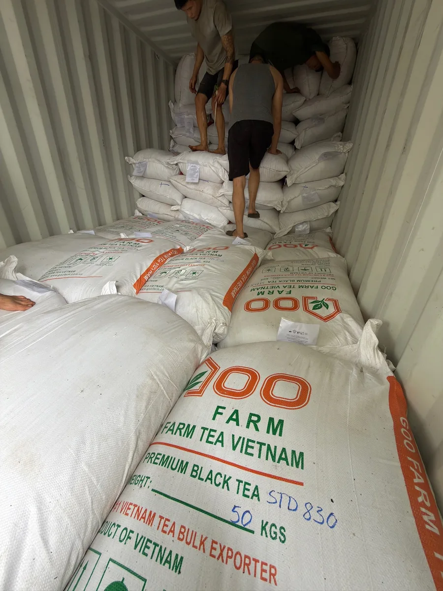 Sacks of Goo Farm black tea, grade STD 830 at 50 kg each, being stacked by hand inside a shipping container